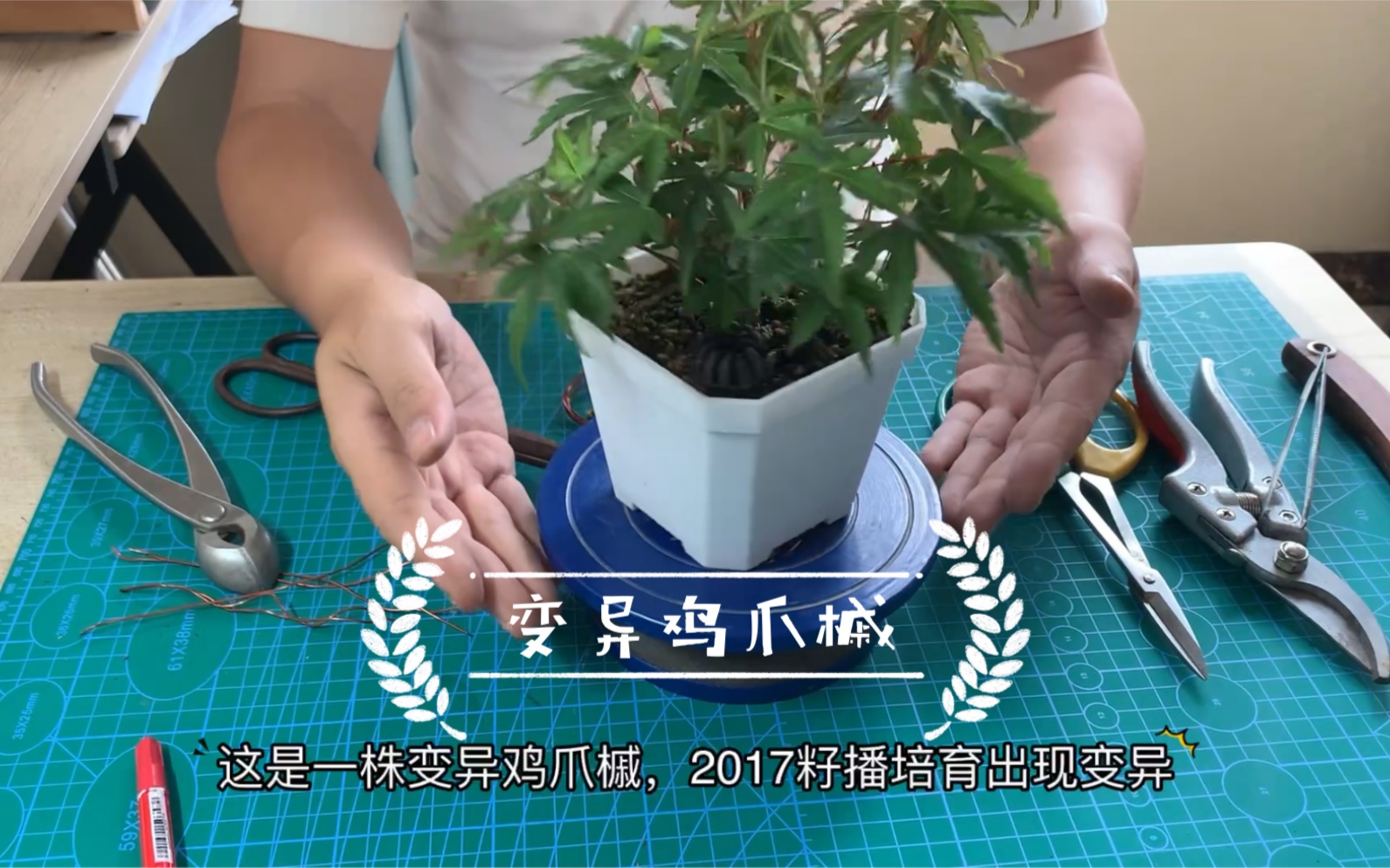 变异鸡爪槭修剪(记录617)