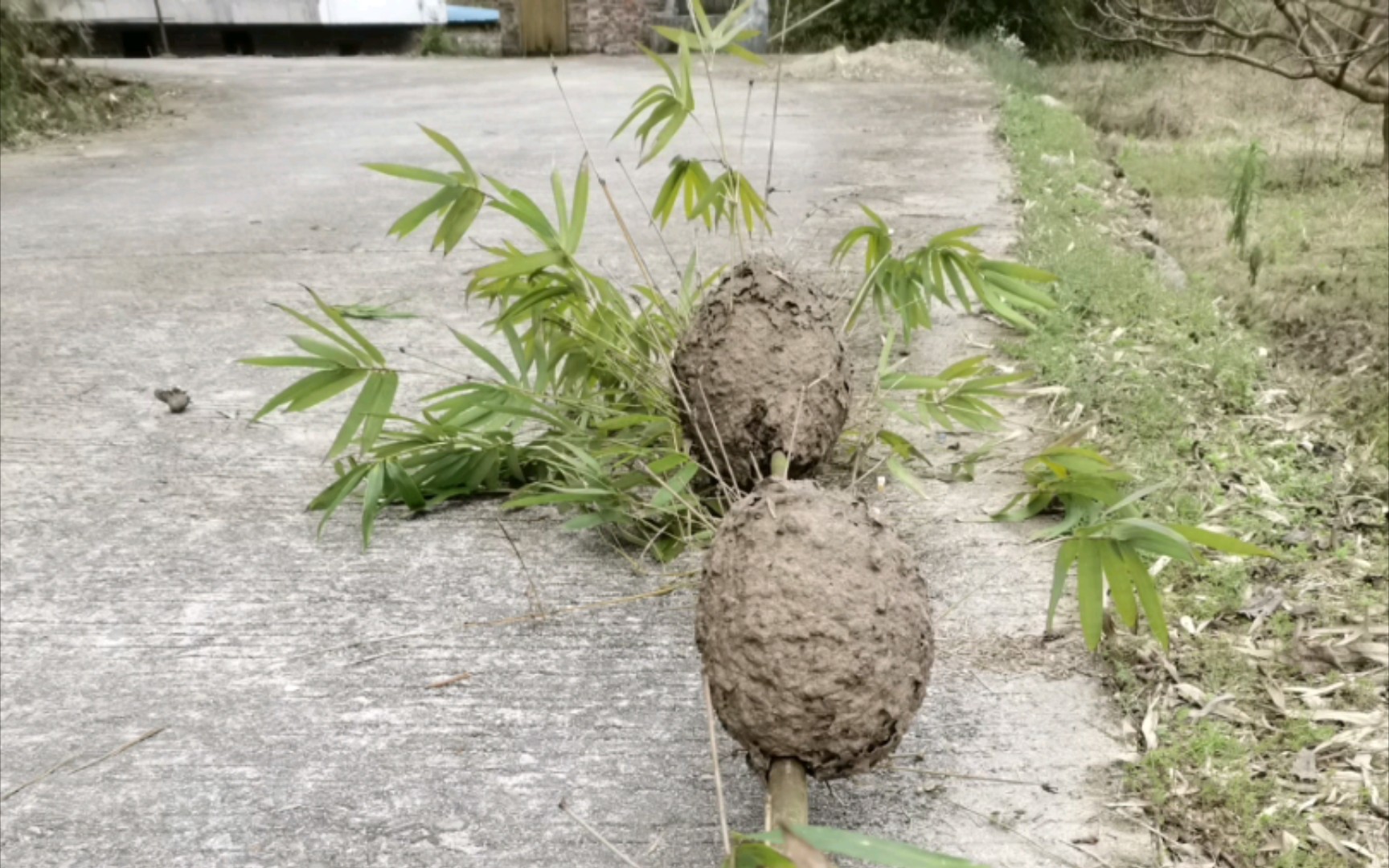 野采 辣蚂蚁包 密集恐怖症慎入 危害蚂蚁先火攻后水淹