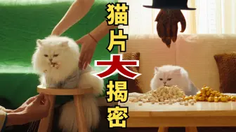 Download Video: 猫片大揭秘！如何让小猫听人话，演好戏～