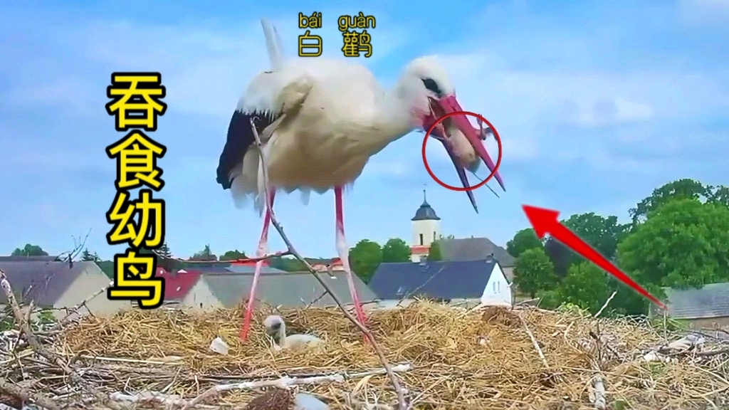 白鹳叼住最小的幼鸟!竟然直接吞掉了