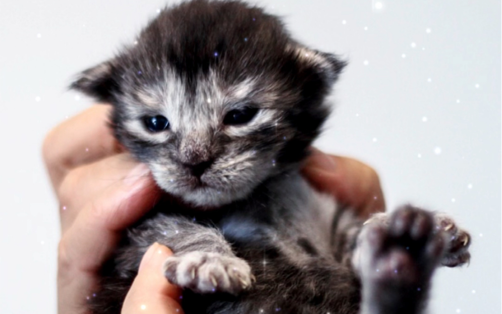 刚出生缅因猫!太可爱了