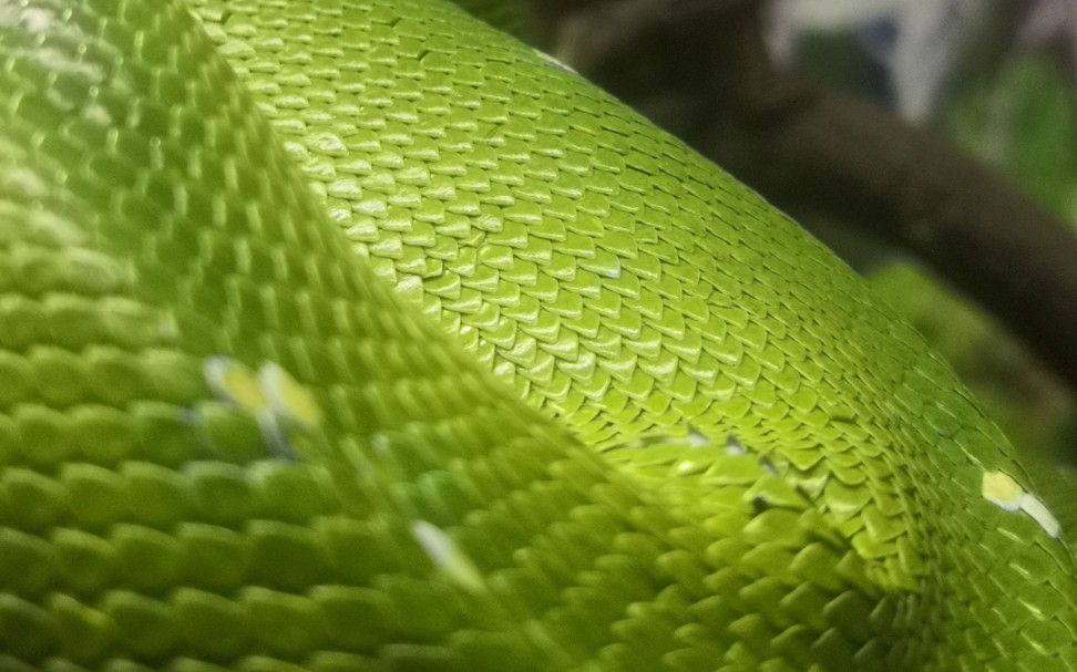 来看漂亮小绿蛇呼吸(*196619*)