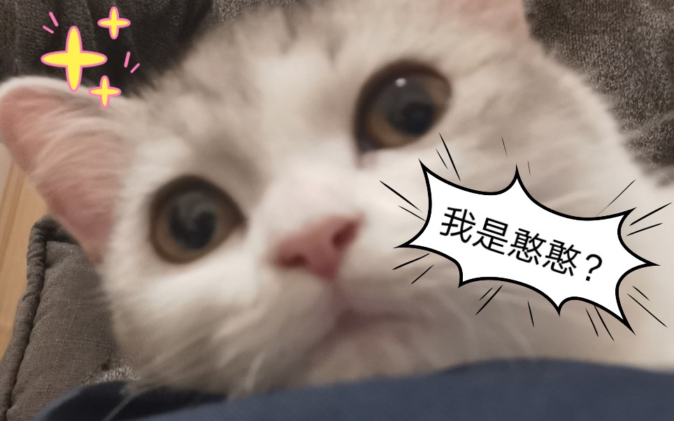 【美短】我是憨憨?