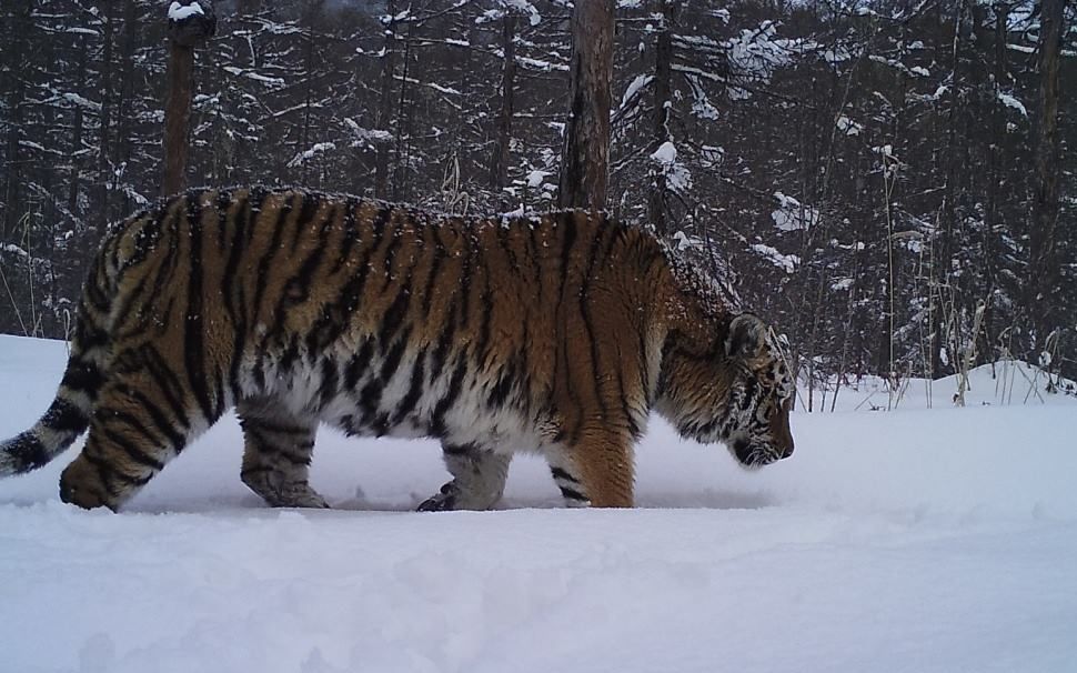 2018年3月出现的一只雌性东北虎