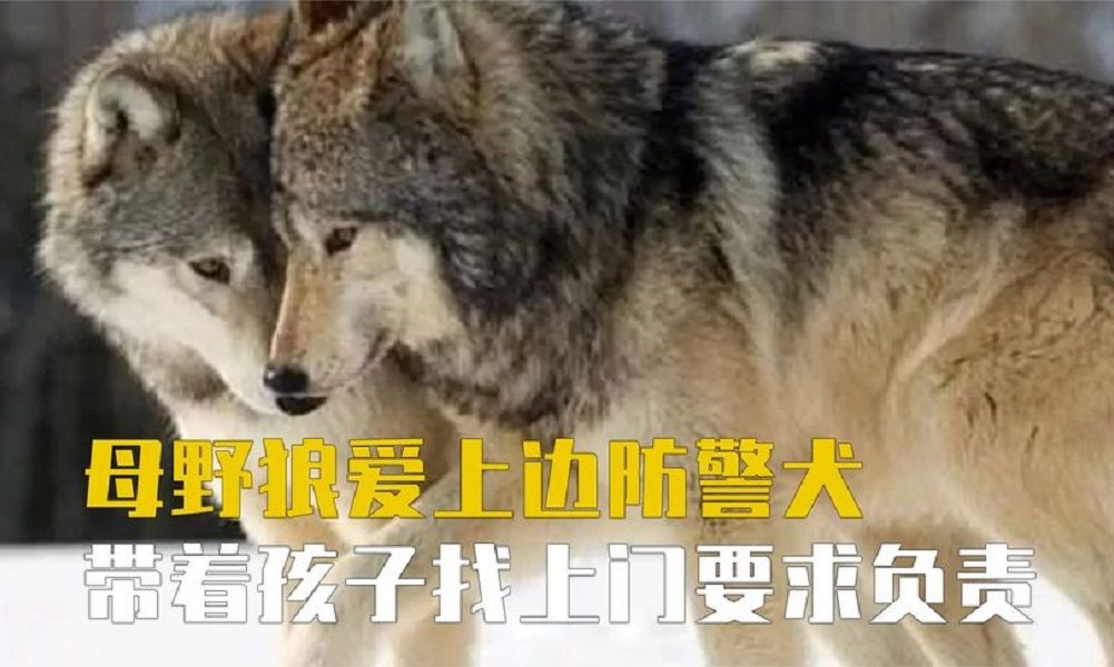 [图]边防警犬私会母狼，结果母狼怀孕找上门，赖在哨所不肯走。