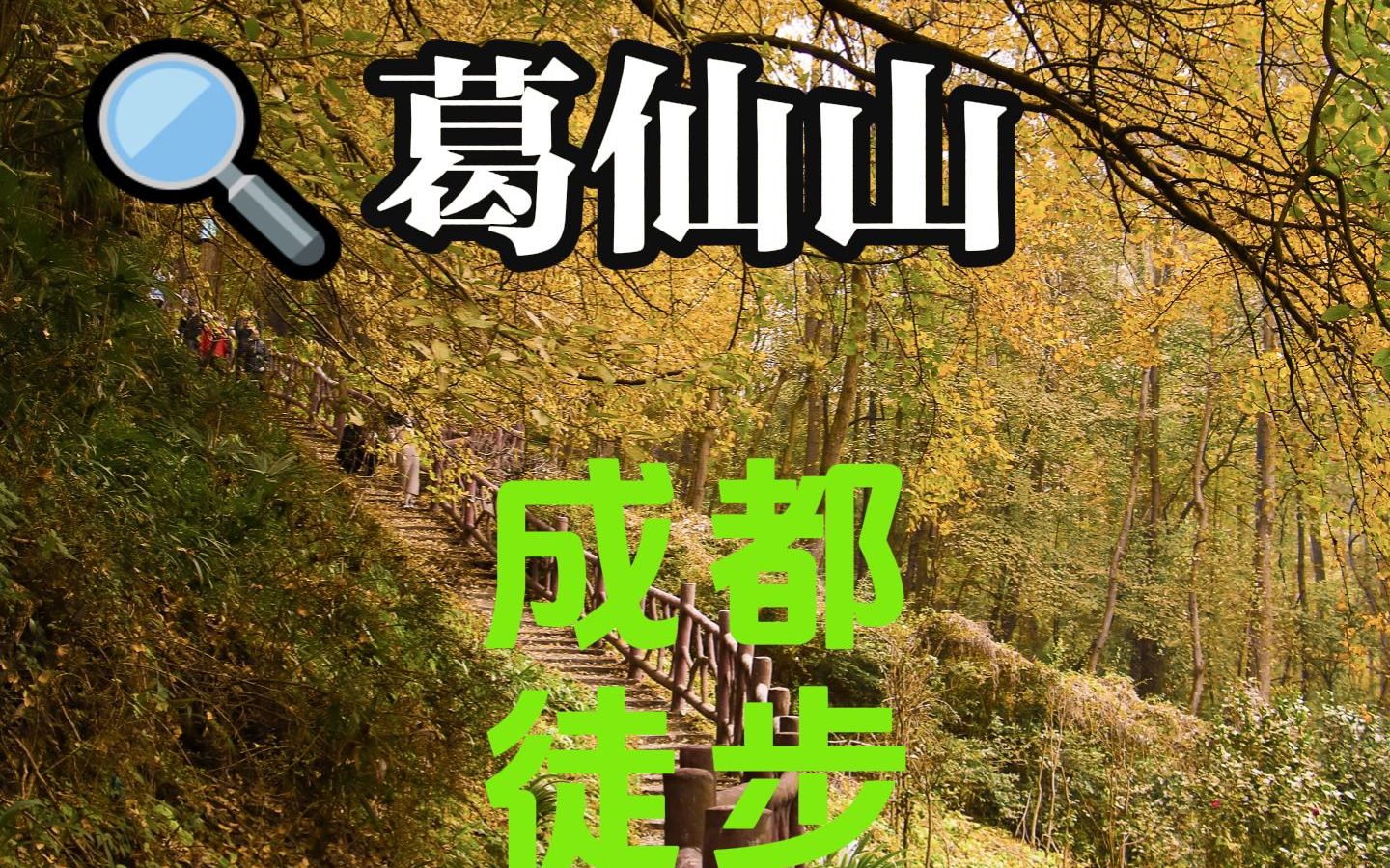 彭州葛仙山,赏金秋银杏