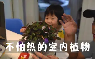 Descargar video: 不怕热的室内植物，散射光就能养开花，从夏一直开到秋