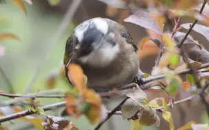 Tải video: 阳光白头鹎和暗黑白头鹎