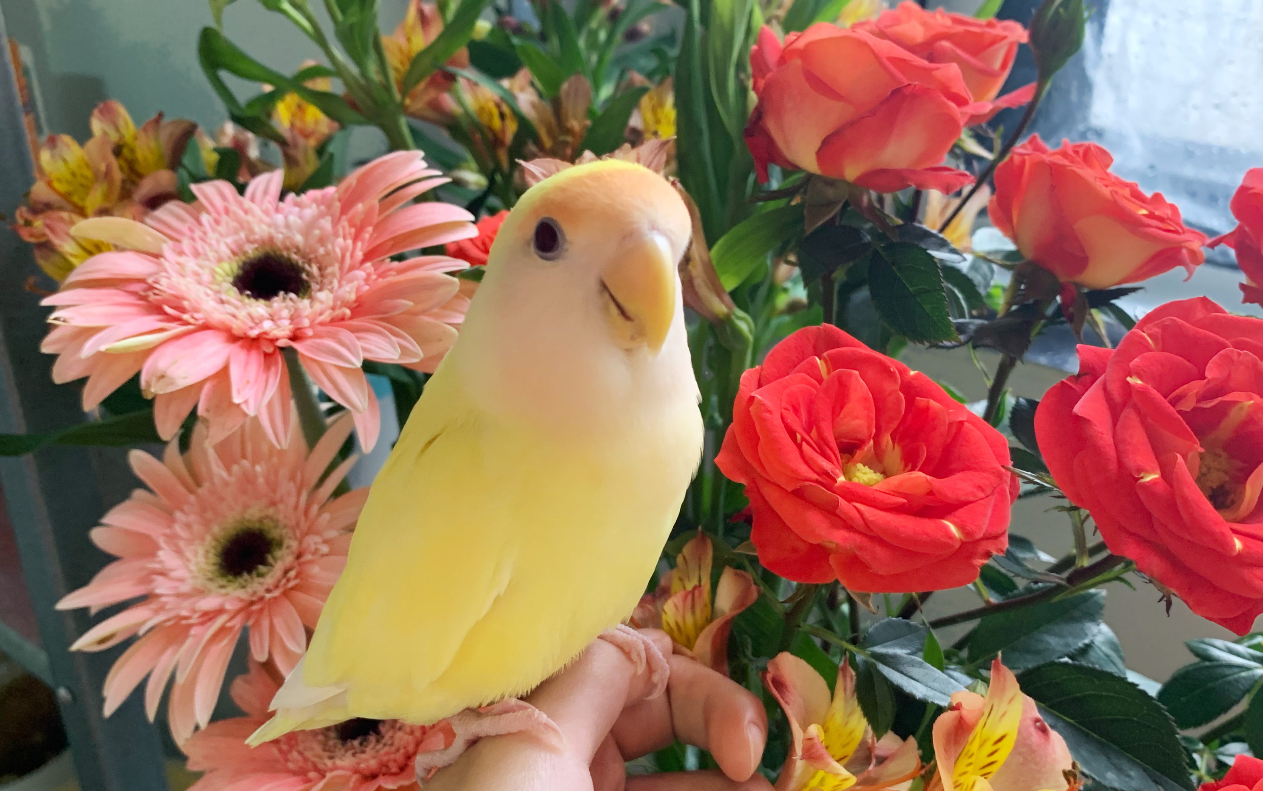 【牡丹鹦鹉】在学习的路上,美食是跨不过去的坎