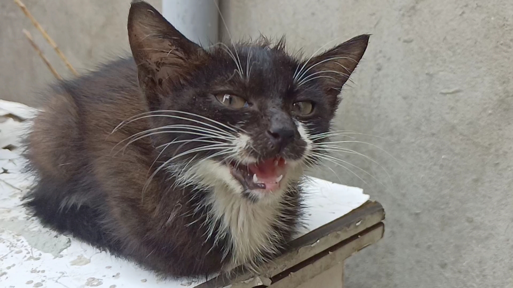 胡子长眉毛上的猫猫