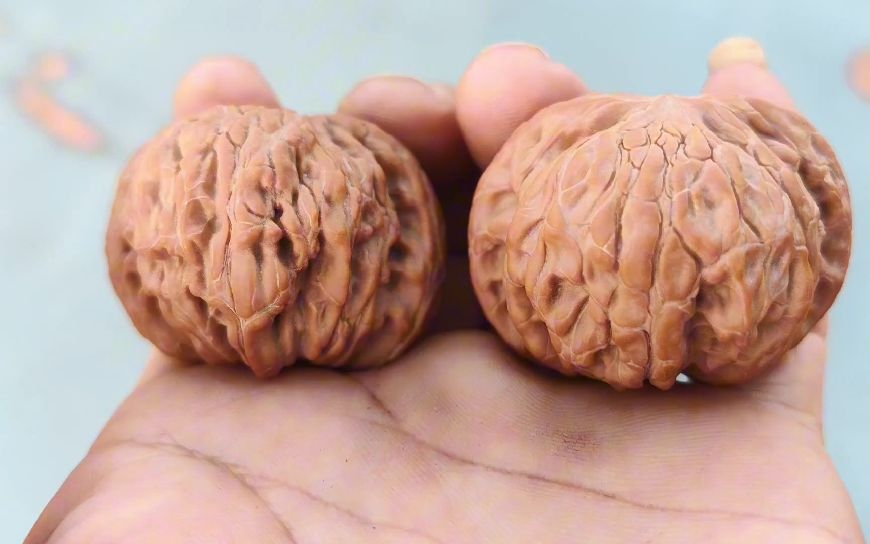 涞水麻核桃,磨盘古老品种,十磨九歪,正磨也是一磨难求