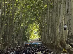 下载视频: 这是南京梧桐大道10.2客流量，究竟是人多还是梧桐树的上的叶子多呢？