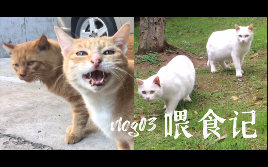 喂食记:看着猫猫们腻歪心里也暖洋洋地~哔哩哔哩bilibili