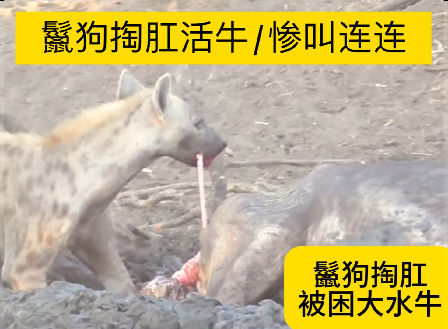 鬣狗掏肛被困大水牛,草原上的旱季动物们都缺水,水牛群会去各处寻找