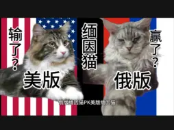 Download Video: 解析缅因猫，为何美版不如俄版火，探讨俄版缅因更受欢迎原因，并不是俄版更好。