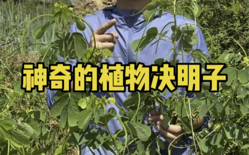 神奇的植物决明子哔哩哔哩bilibili