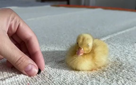 世界上最小的鸭图片