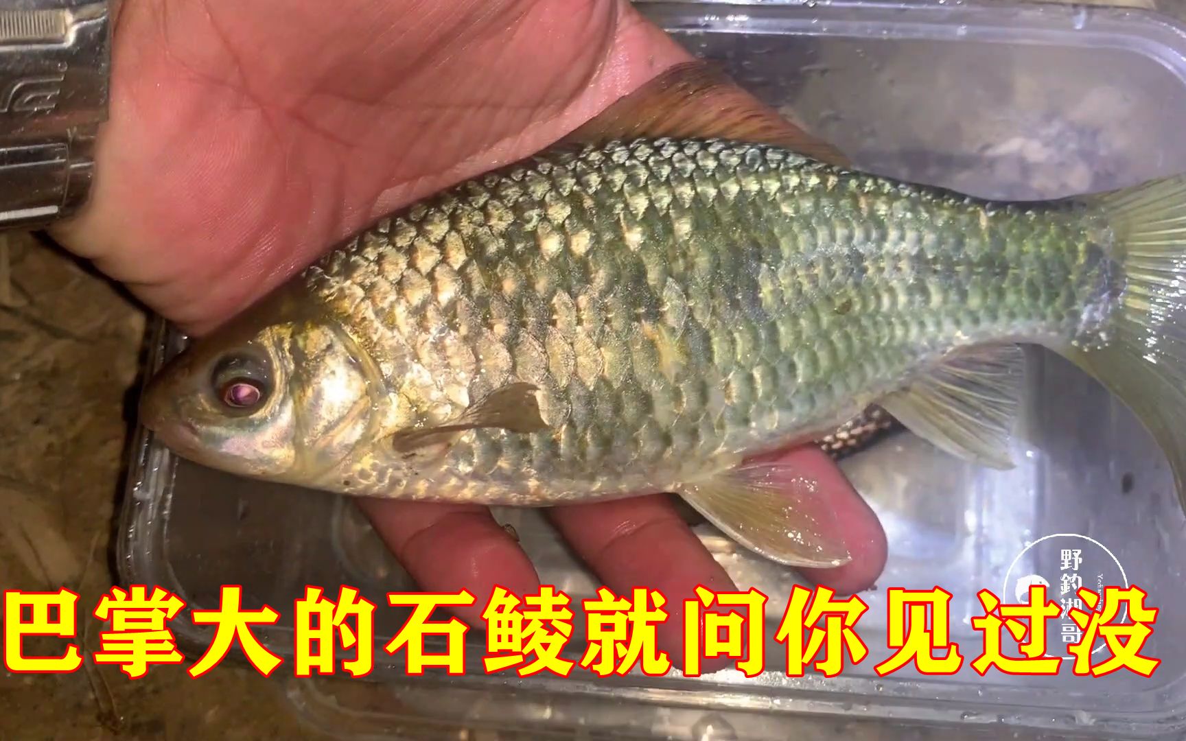 堪稱增江黃金釣位常見青魚在翻滾巴掌大的石鯪就問你見過沒