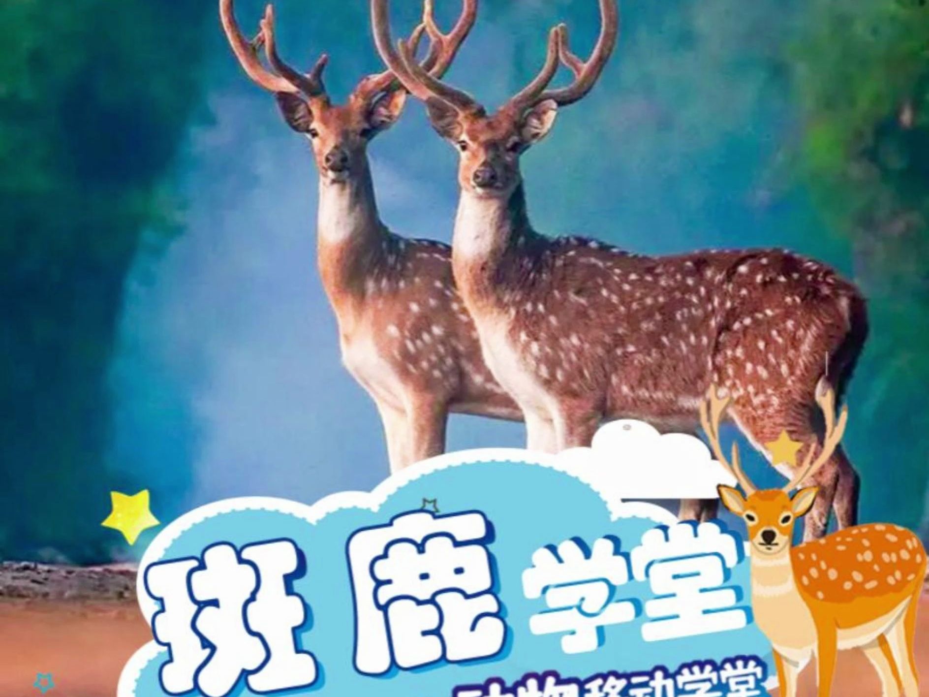 斑鹿04,梅花鹿如何分辨呢?