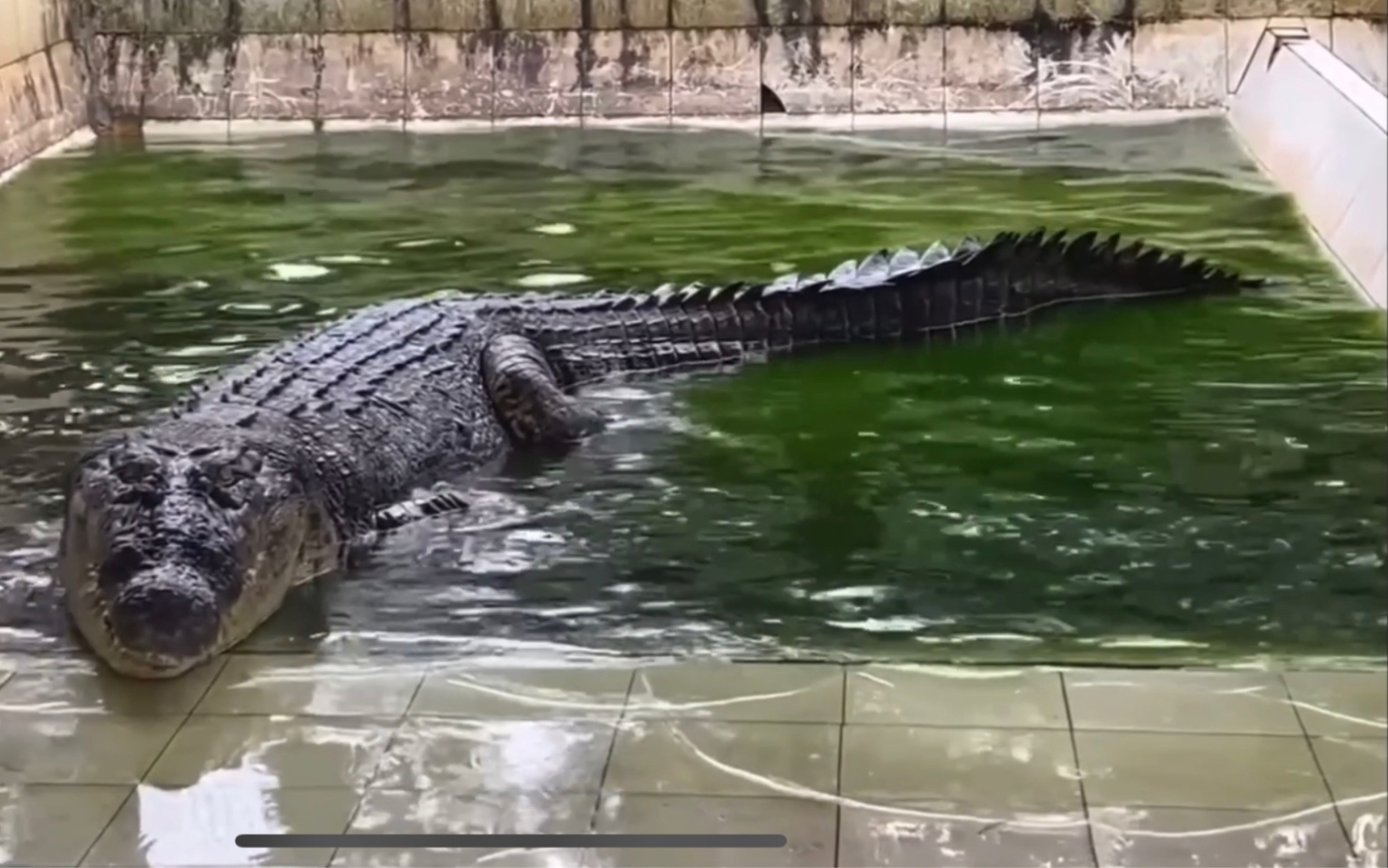 无牙老鳄现状,你怎么看起来挺适应养殖场的环境?