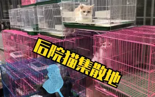 Download Video: 带你们看看北京最大的后院猫集散地！