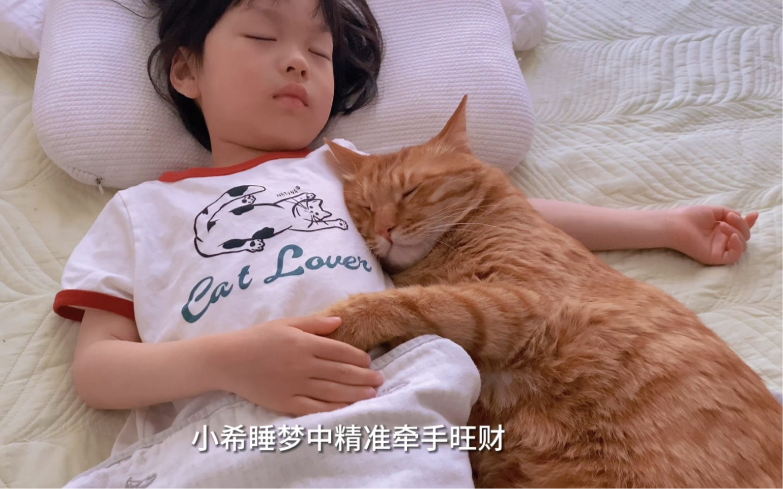 大橘猫像人类幼崽的守护骑士哔哩哔哩bilibili