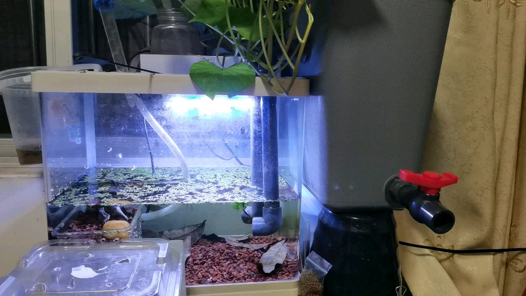 沼泽过滤diy龟缸沼泽过滤运行一个月后