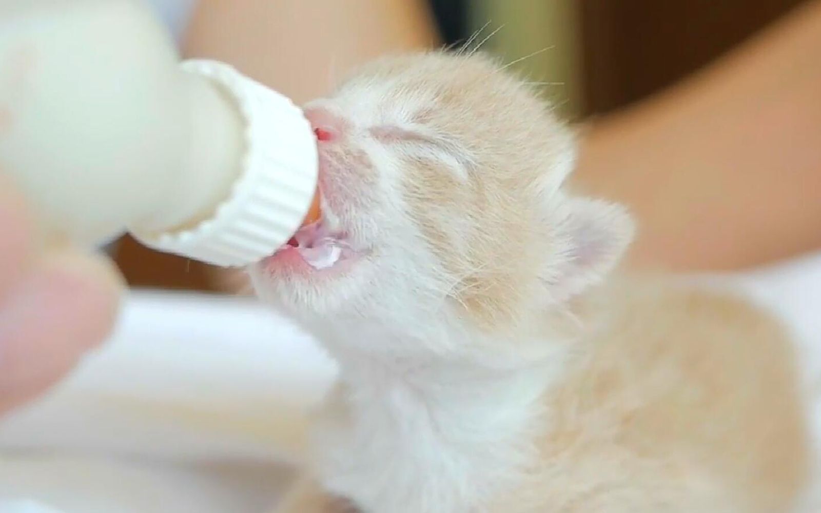 全网吃奶最香的小奶猫!_哔哩哔哩 (゜-゜)つロ 干杯~-bilibili