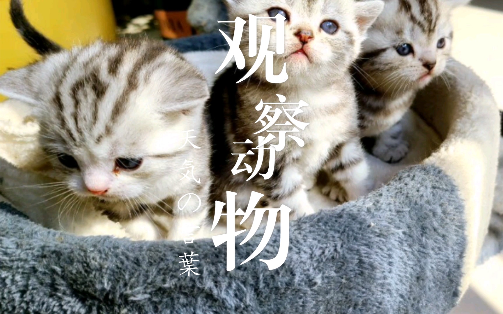 小仔仔们_哔哩哔哩_bilibili