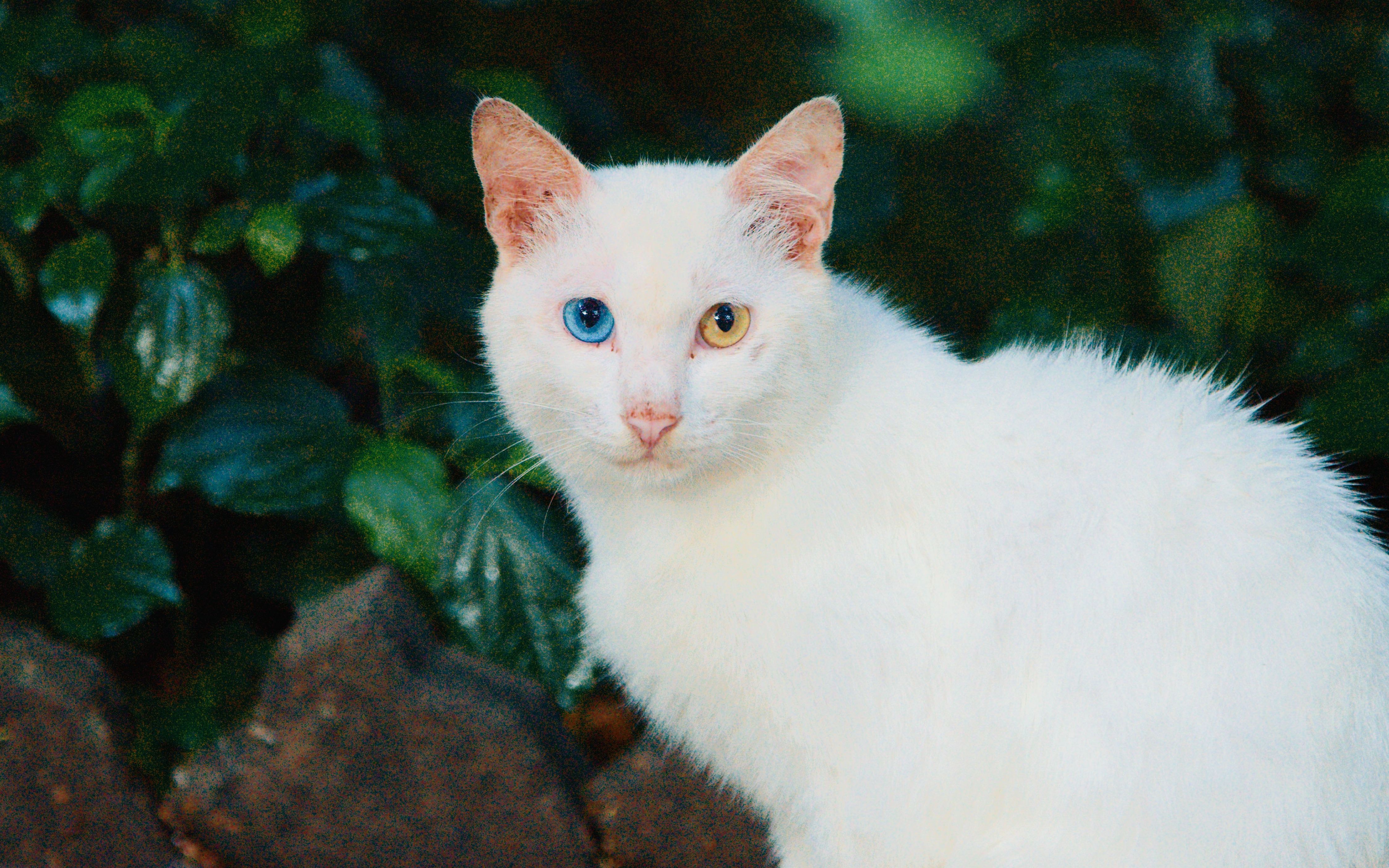 【治愈系】雨后在越秀公园遇到异瞳仙女猫