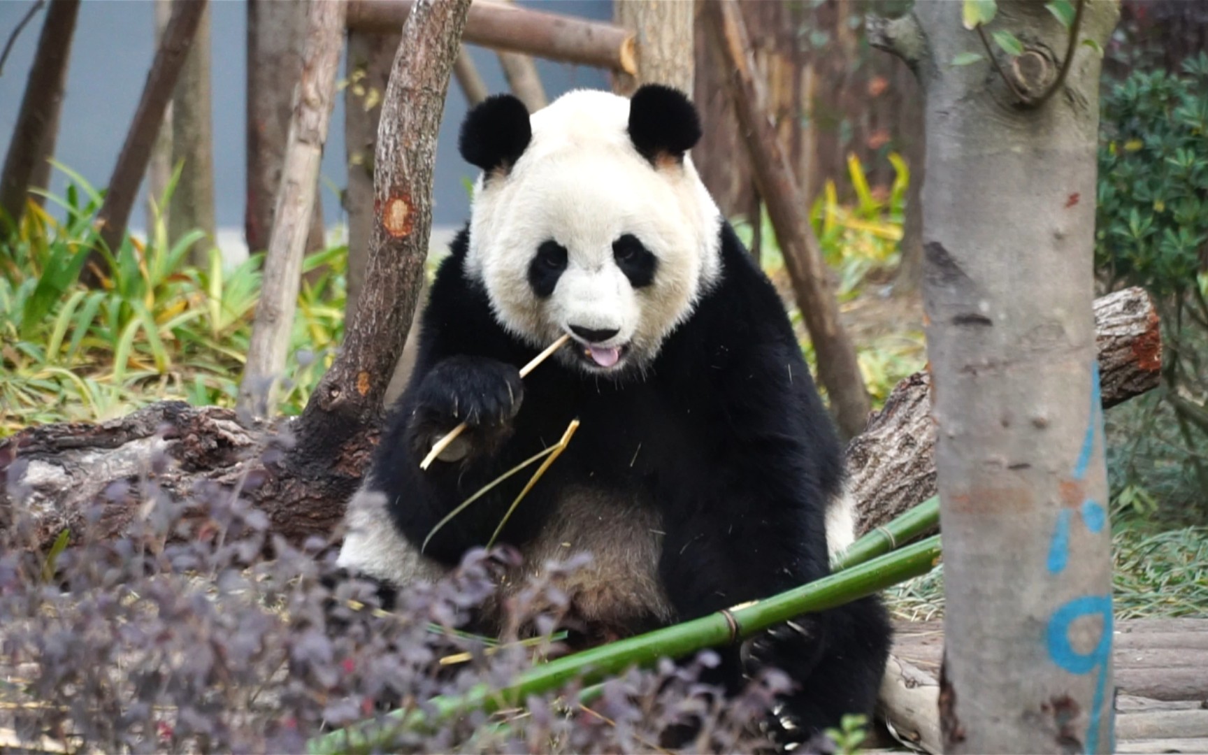 大娇在基地新区 吃吃吃