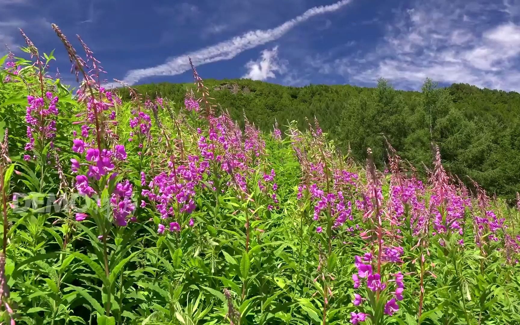 舞台视频 f65 2k高清画质绿色森林山川云海云雾蓝天白云花海环保清新