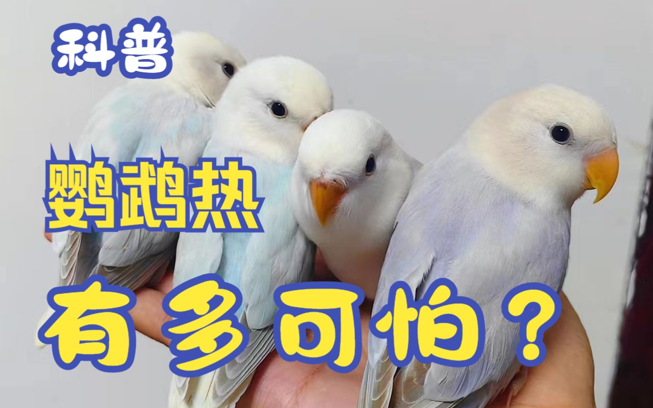 鹦鹉热到底有多可怕?怎么预防?