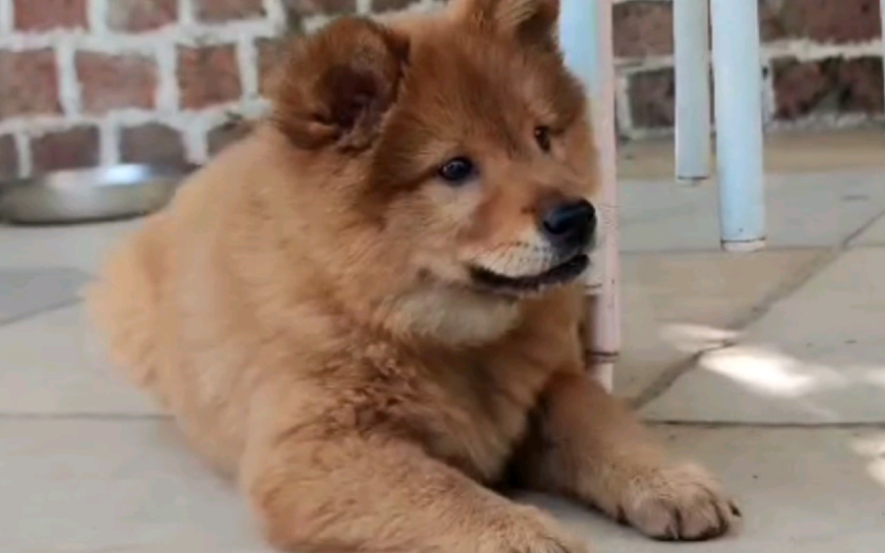 虎头虎脑的黄狗白脸土松妹妹,主人心头好.