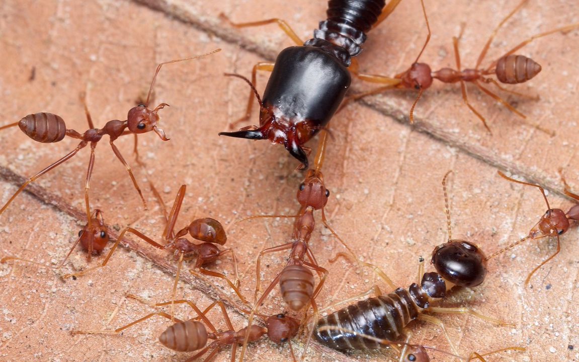 蚂蚁大战白蚁图片