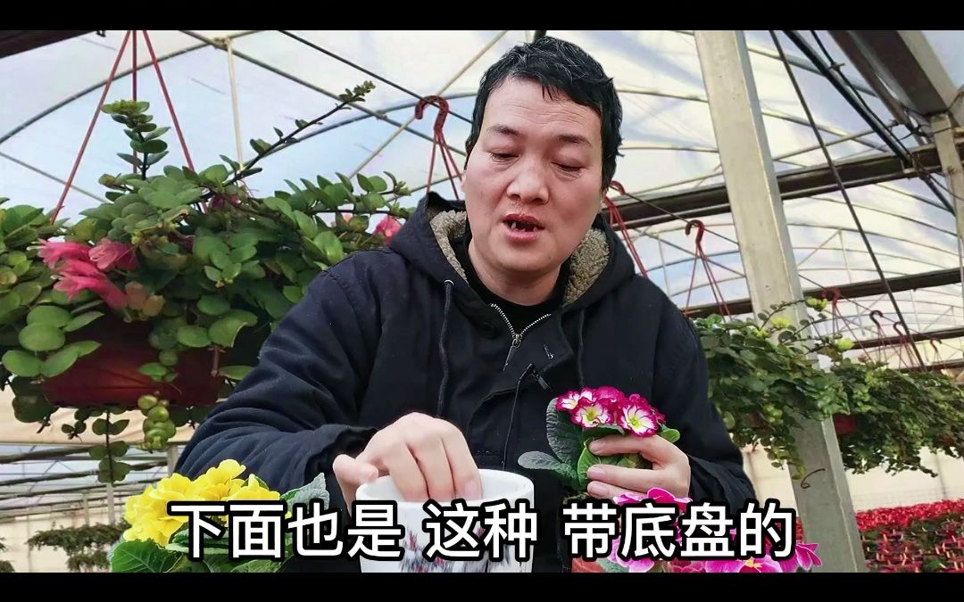 [图]“报春花”作为“最廉价”的“年宵花卉”如何养护才能延长花期？