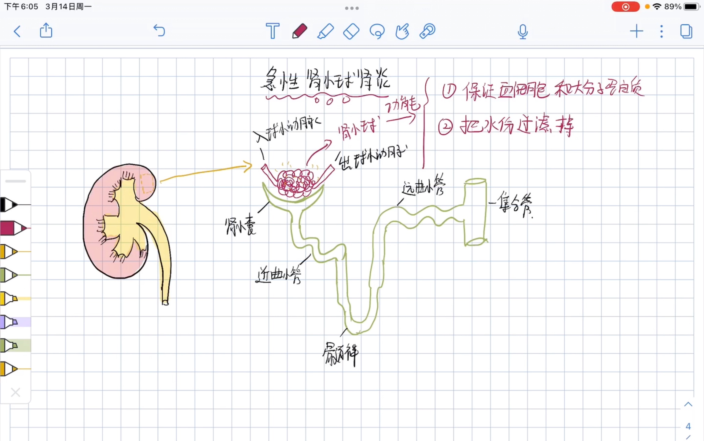 [图]内科护理学—-急性肾小球肾炎（护士考试高频考点）