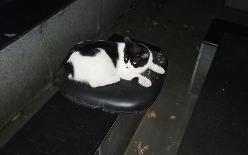 流浪奶牛猫坐等投喂