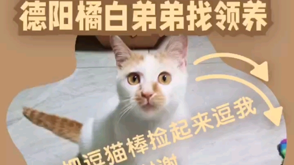 德阳旌阳区小猫找领养哔哩哔哩bilibili