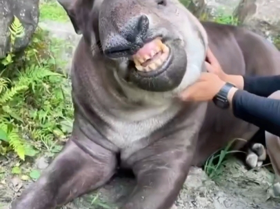 迷离的小眼神,微翘的大嘴巴,流淌的哈喇子!