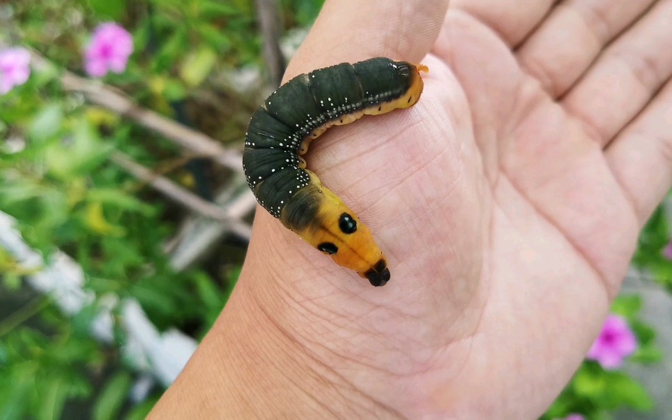 猪儿虫小样儿还挺好看