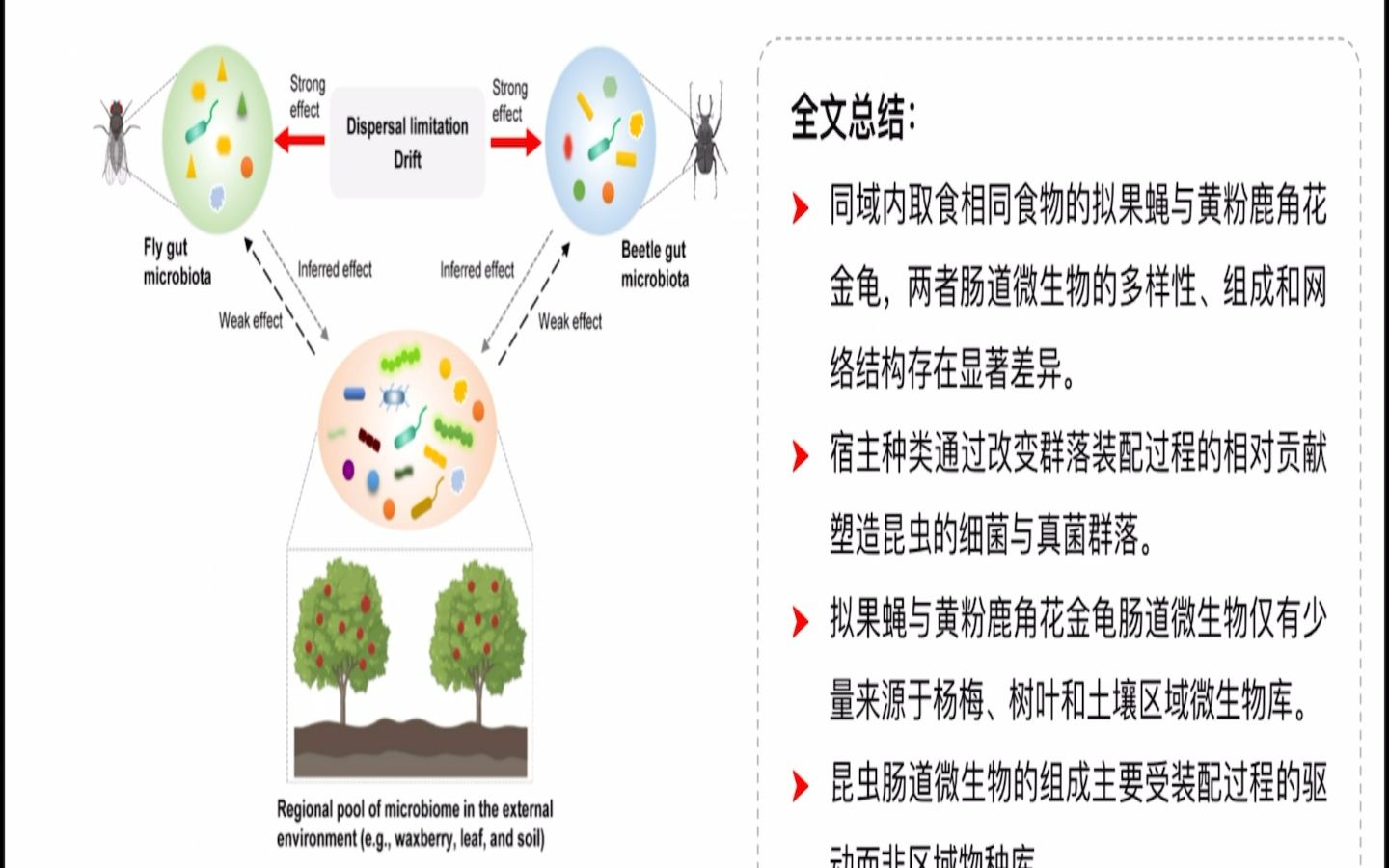 iMeta | 扬州大学杜予州团队揭示同域内同食物的两种昆虫肠道微生物群落装配机制哔哩哔哩bilibili