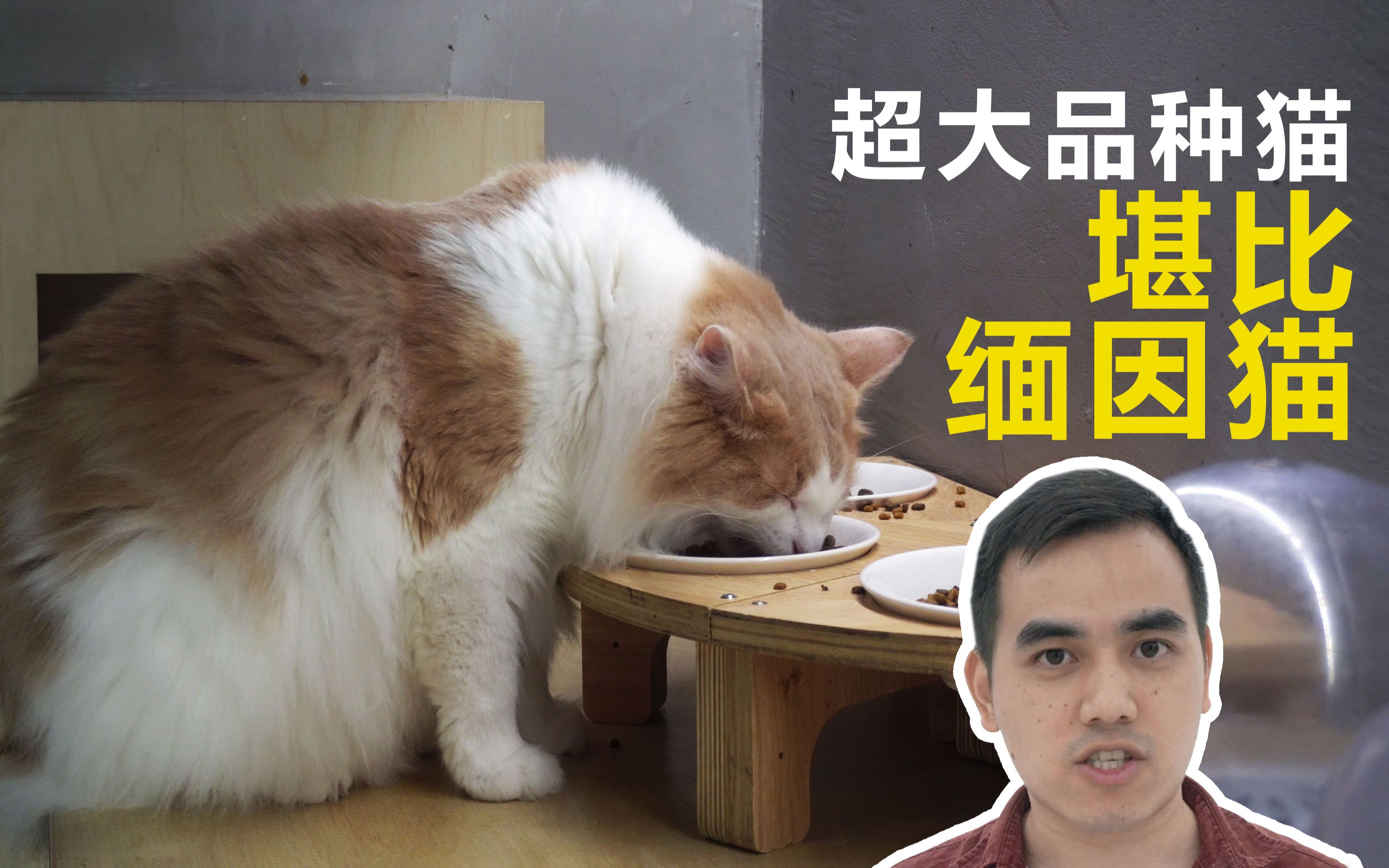 我吸到了巨大的猫 比布偶猫大 快和缅因猫差不多哔哩哔哩bilibili