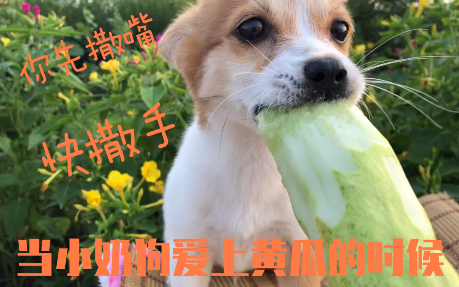 流浪狗小花爱吃黄瓜完美的诠释了狼吞虎咽这个词