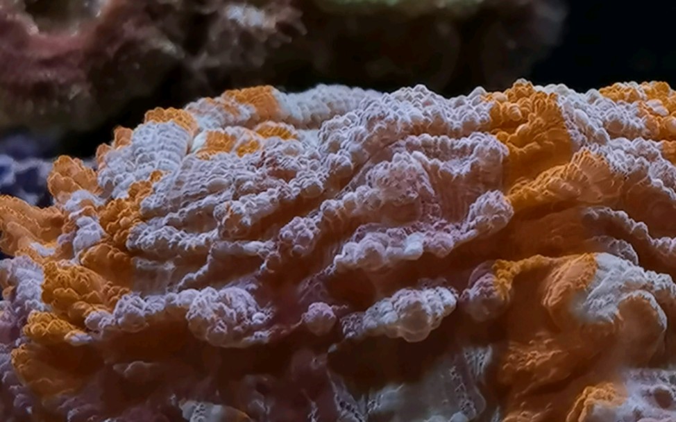 acanthophyllia 富士脑珊瑚