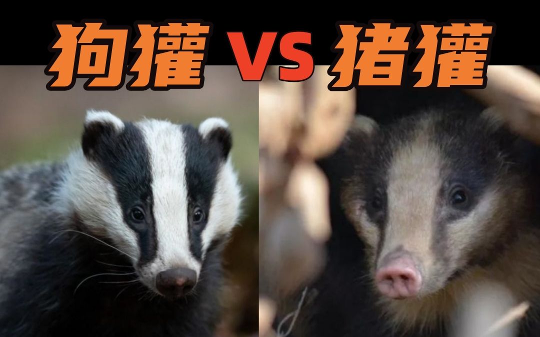 狗獾VS猪獾哔哩哔哩bilibili