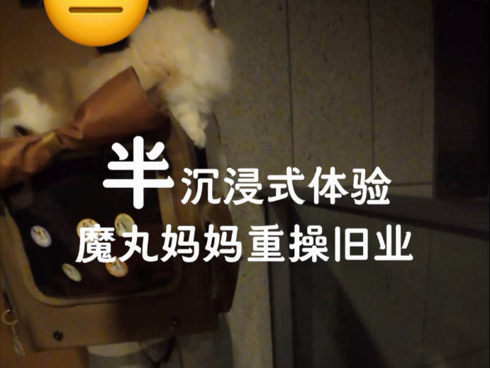 打着给小猫小狗做饭的名义偷摸炼丹是吧