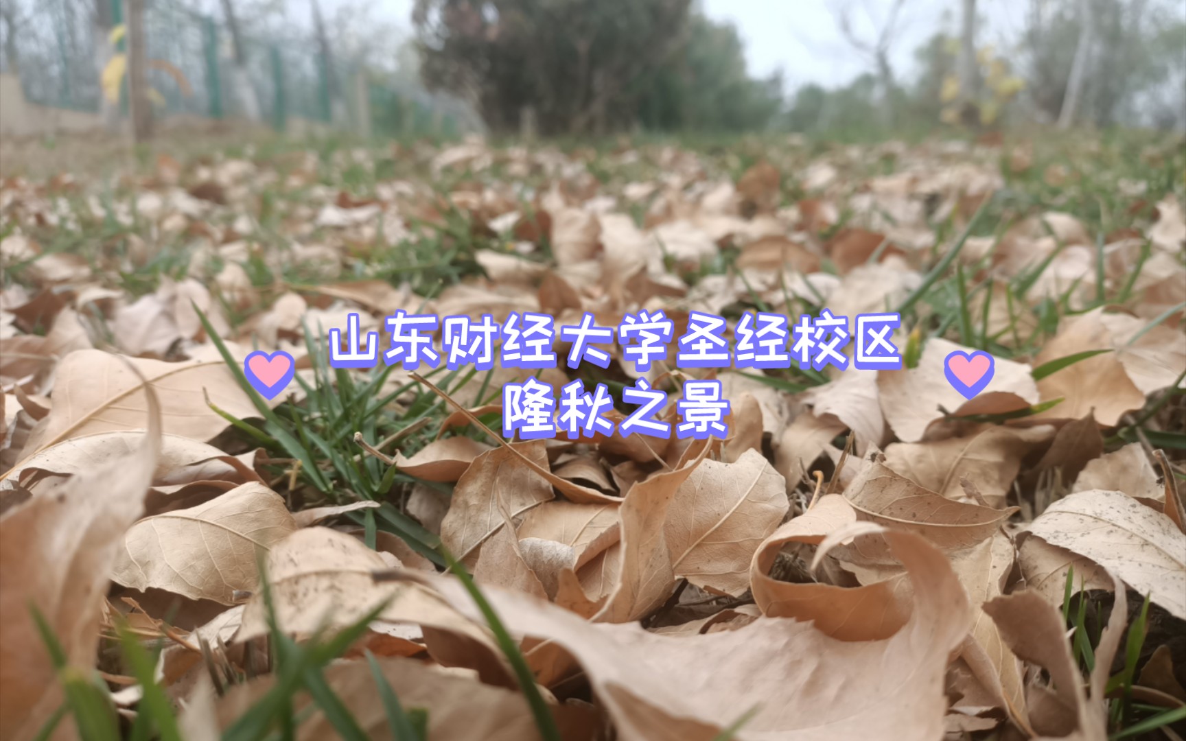 山东财经大学圣井校区深秋之景哔哩哔哩bilibili