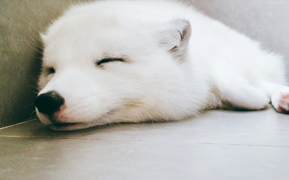 北极狐睡觉被打扰不高兴得直哼哼是一只有起床气的小狐狸呢