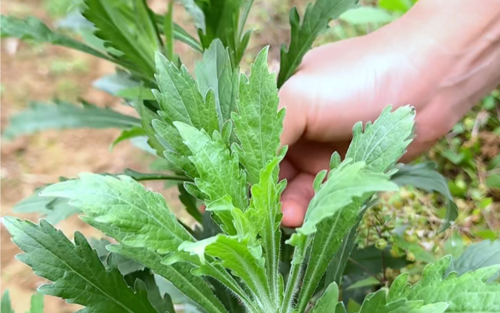 菜地里的飞蓬草,有经验的老人常采收它晒干